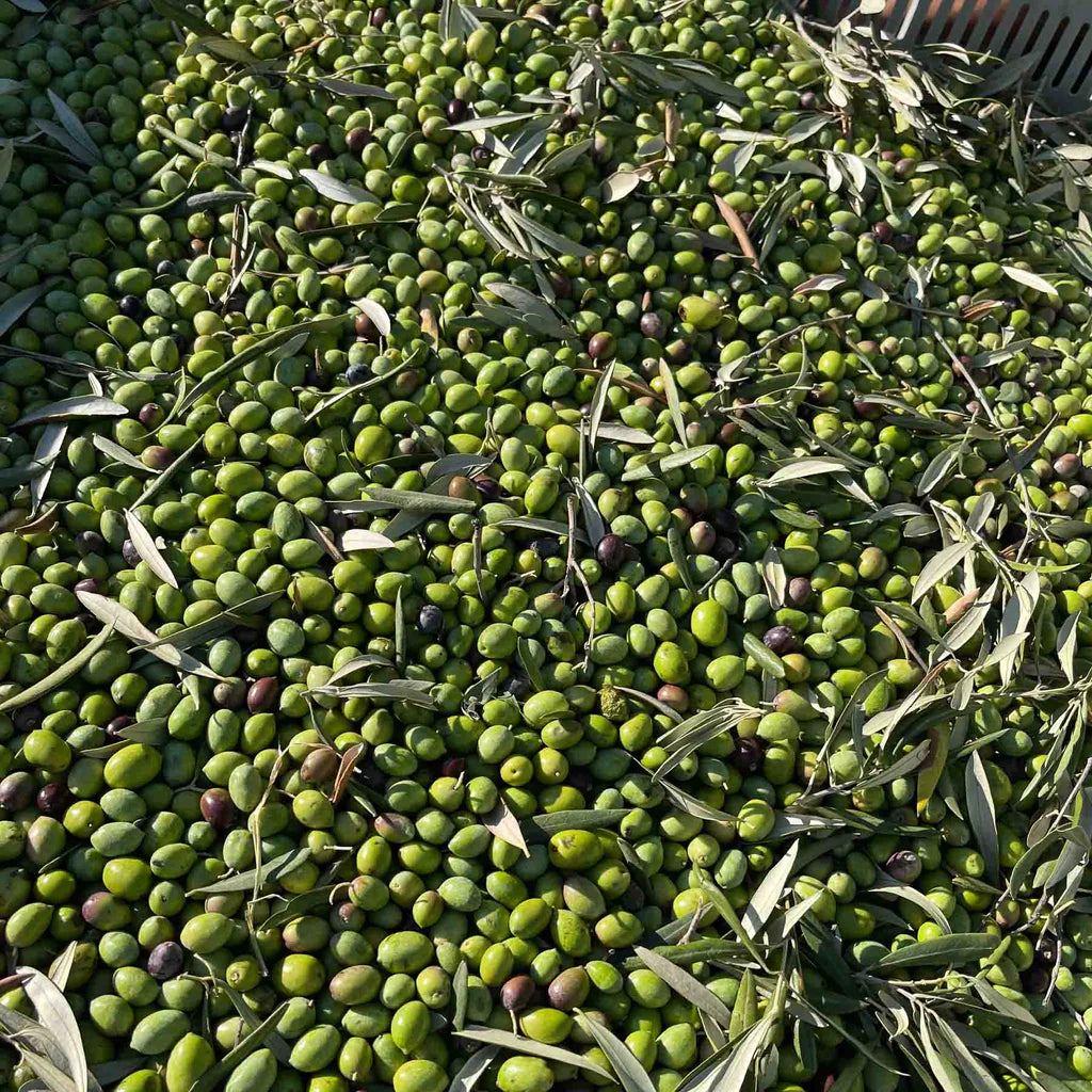 1 Ton Premium 2023 Italian Olive Oil